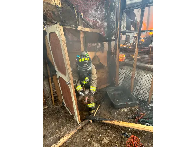 Saving chickens from house fire